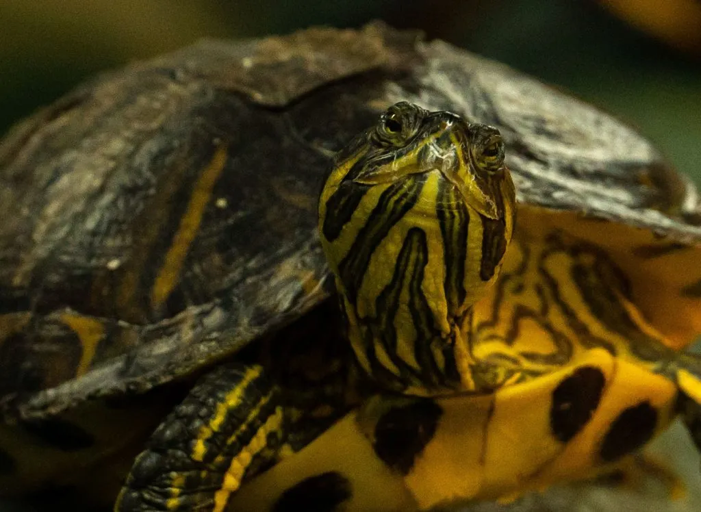 Een waterschildpad van de echte Schildpaddenopvang